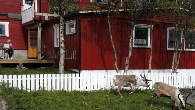 挪威今夏高温,居民和麋鹿享受难得的夏日和煦。