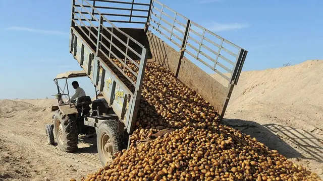 Farmer dumping potato crop in western India