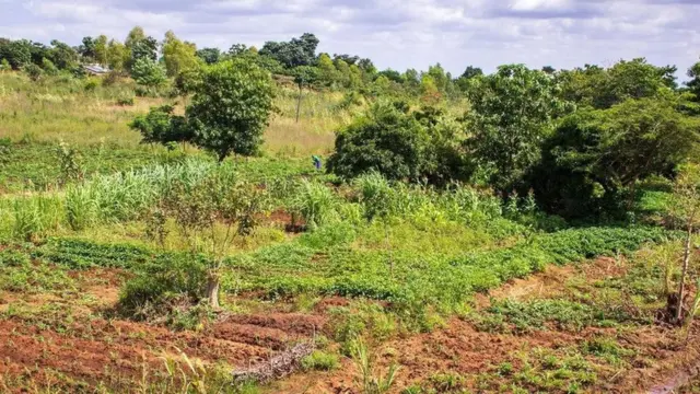 Kwasababu ya kemikali ya asidi ya udongo, madini ya phosphate hutoweka kwa ajili ya mimea baada ya kuwekwa shambani