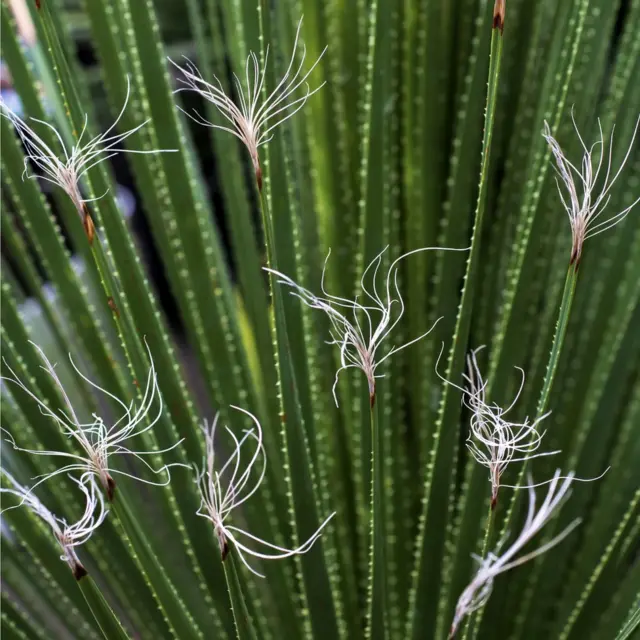 Detalle de las flores de una planta de sotol.