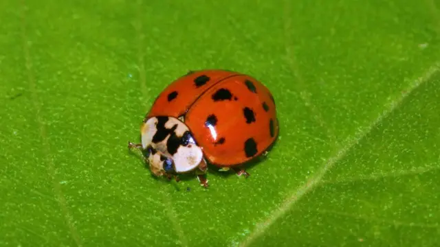 Registro da Harmonia axyridis no Paraná