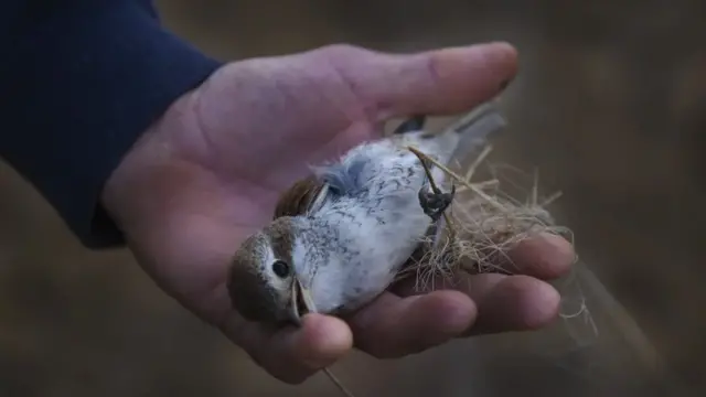 Кипрдаги ноқонуний тўрдан озод қилинган қизил тўнли қарқуноқ. Оролда ҳар йили ярим миллион қуш ўлдирилади.