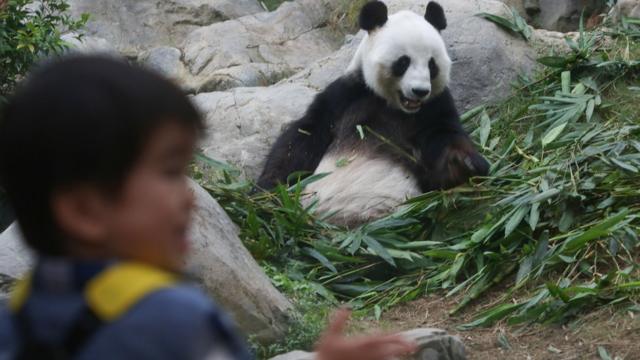 中国大陆赠送的大熊猫曾引起一时佳话。