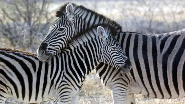 donkey zebra