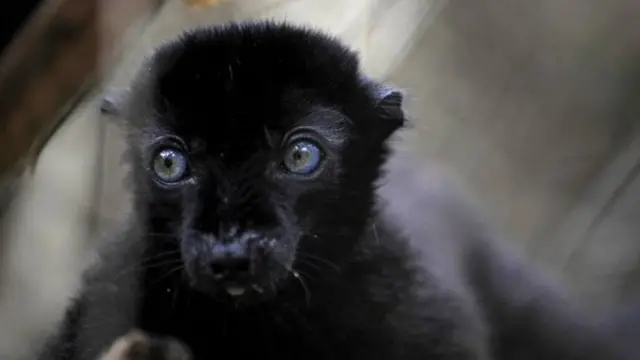 여우원숭이는 애완동물로 팔리기도 한다