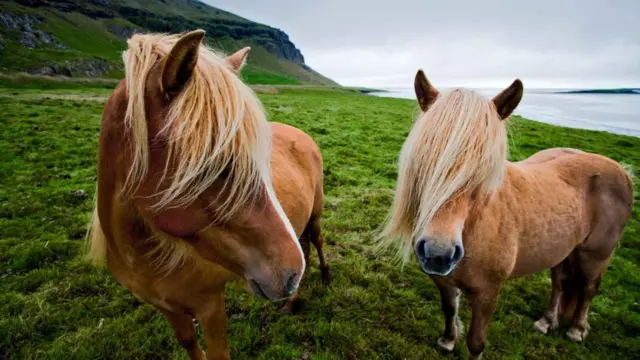 Ісландські поні