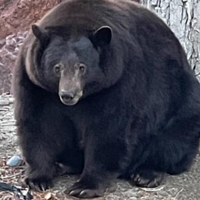 Fluffy black cheap bear