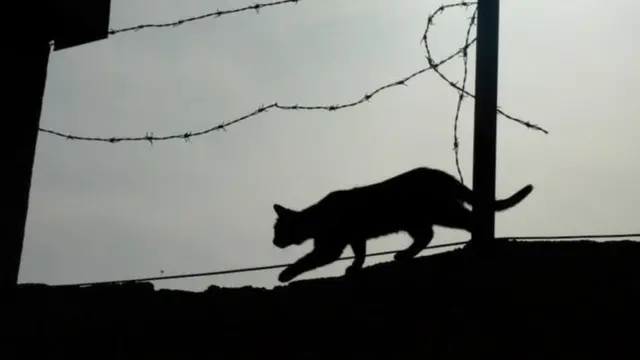 قطة تسير أعلى سياج