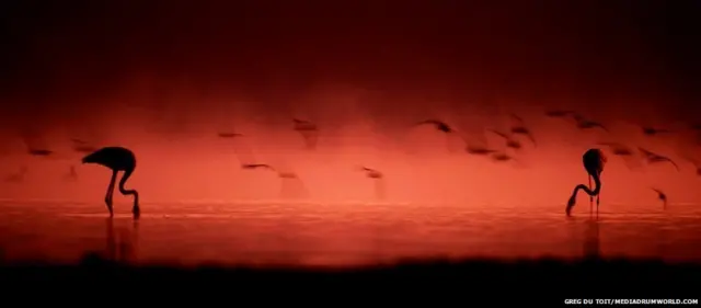 अफ्रीका के जानवर