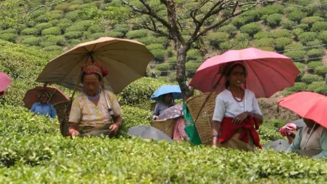 चाय बागान, दार्जिंलिंग