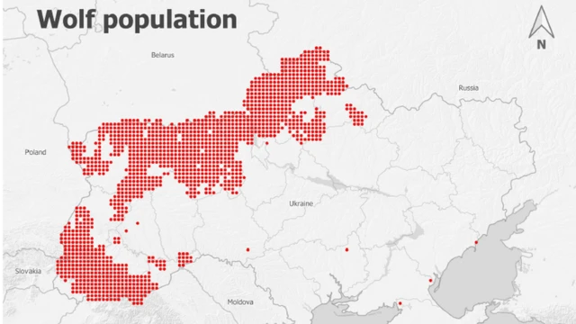 вовк популяція