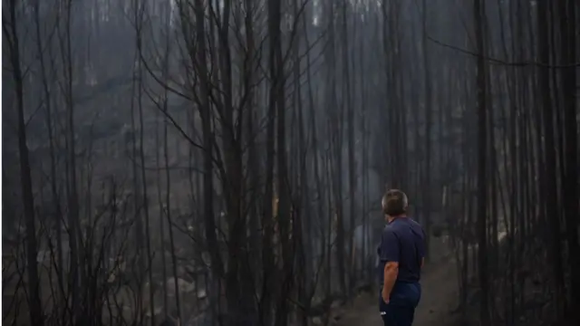 Выжженный лес в Испании