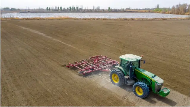 زراعة القطن