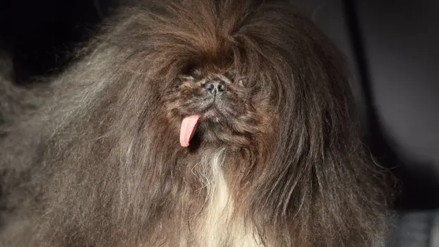 Пекінець Дикий танг