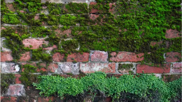 பூஞ்சைகள்