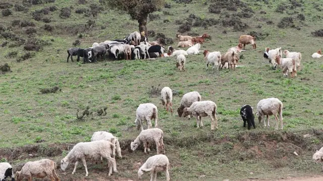 पशुपालन