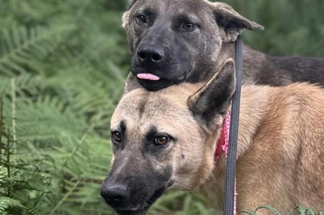 Glencaple store canine rescue