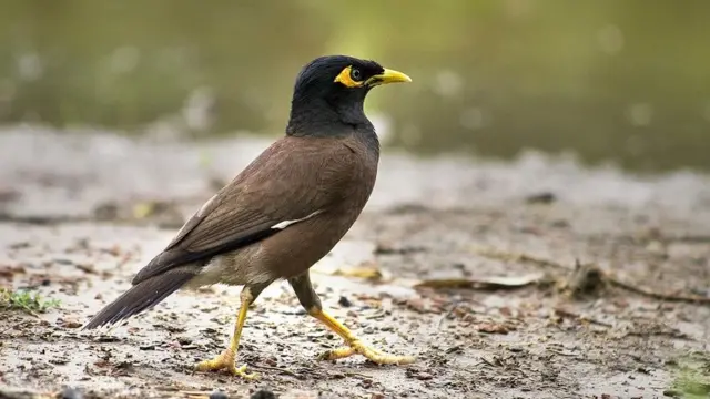 বাংলাদেশের আইনে শালিককে একটি সংরক্ষিত বন্যপ্রাণী বলে ঘোষণা করা হয়েছে