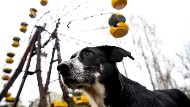 Чернобыльские псы стали почти таким же символом зоны, как знаменитое колесо обозрения в парке Припяти
