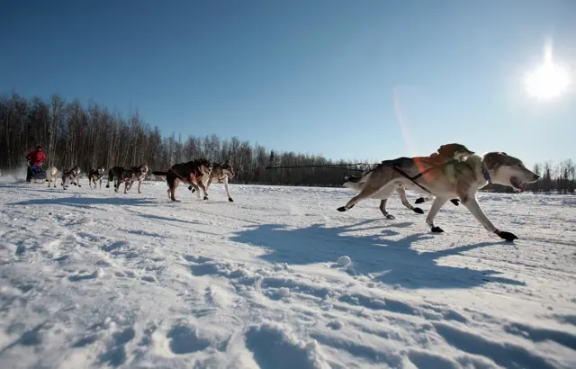 टुंड्रा, कनाडा, फ़ाइल फ़ोटो