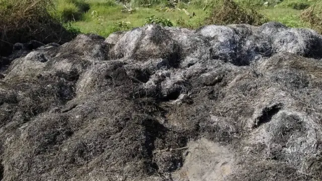 မီးရှို့ ခံရ