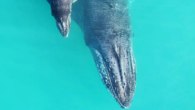 Мама и китенок