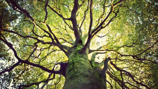 Árbol