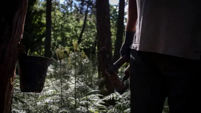 Di Castilla y León, diperkirakan 80% kota di 14 provinsi lokal dianggap "beresiko kepunahan" karena migrasi perkotaan