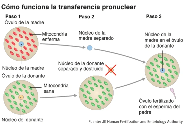 Gráfico de como funciona la transferencia pronuclear