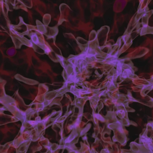 แบบจำลองคอมพิวเตอร์แสดงให้เห็นรูปทรงของกลุ่มก๊าซมวลมหาศาลในยุคต้นของจักรวาล ซึ่งเป็นเสมือน "เมล็ดพันธุ์" ที่พร้อมให้กำเนิดหลุมดำด้วยวิธียุบตัวอย่างฉับพลัน