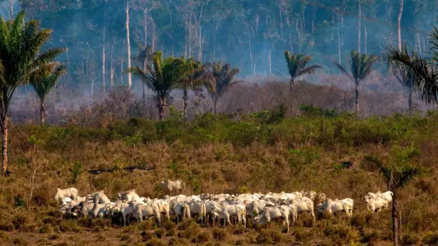 Amazonas