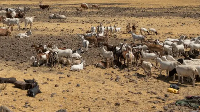 Ari meel miyi ah jooga