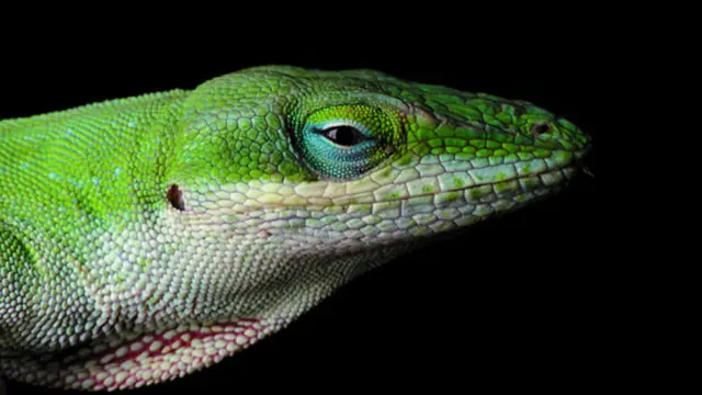 Lagartija anolis verde