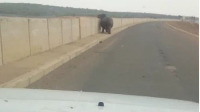 L'hippopotame agressif se pomenait près d'un pont situé dans le célèbre parc national Kruger.