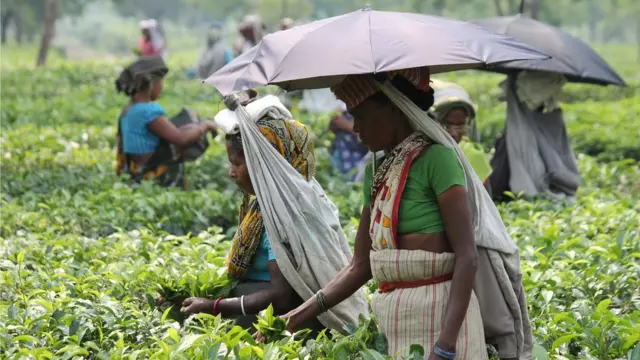 दार्जिलिंग