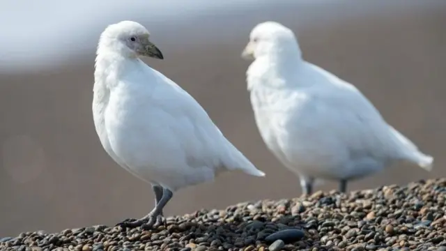 南极雪鞘嘴鸥有一层很厚的绒毛以保暖。