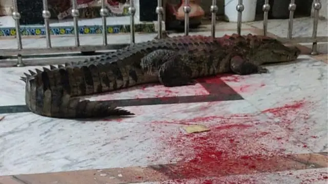 મંદિરમાં ઘૂસેલો મગર