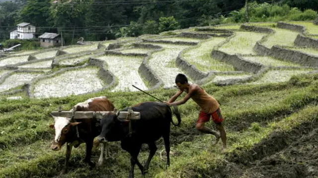 સિક્કીમના ખેડૂતની પ્રતિકાત્મક તસવીર