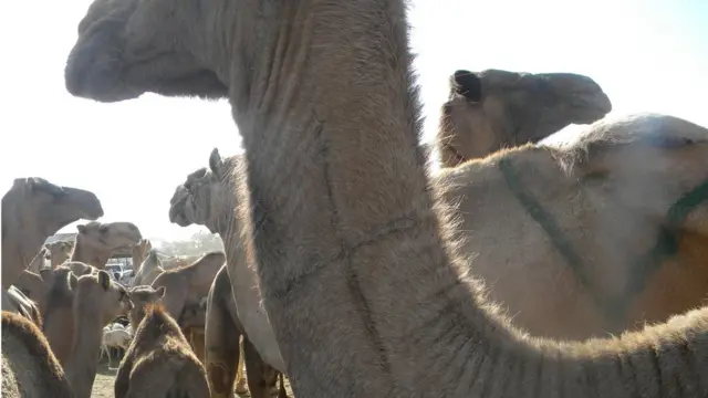 Laanqayr [Geela] Astaan iskutillaab ah oo luqunta lagaga dhigo geela.