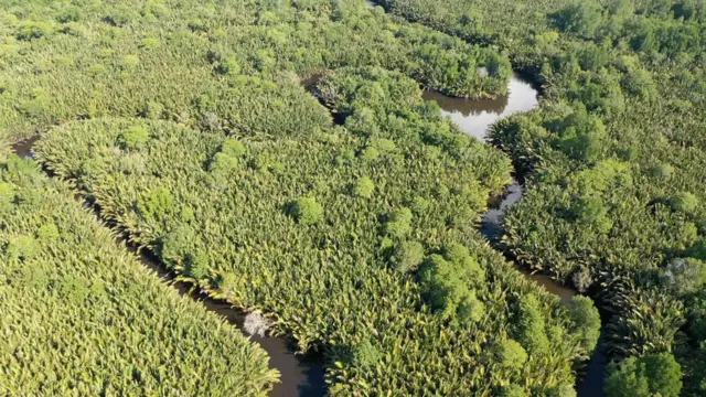 Beberapa wilayah hutan mangrove di Batu Ampar, Kubu Raya, memiliki tingkat kerapatan yang tinggi.