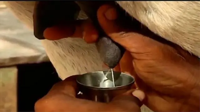 गाढविणीचं दूध