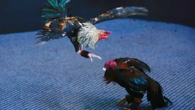 ကြက်တိုက်တဲ့ပွဲလို့ခေါ်နိုင်ပေမဲ့ ကြက်စစ်ပွဲလို့မခေါ်နိုင်