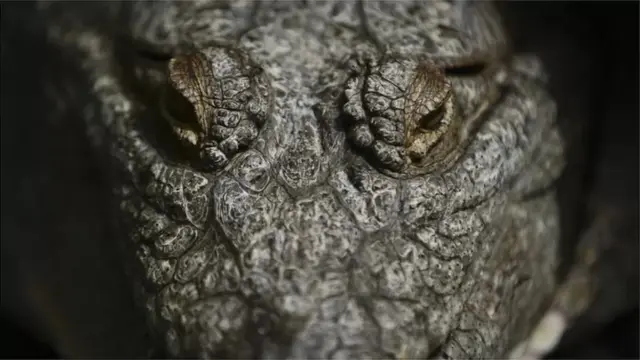 রফতানির শর্তে বাংলাদেশে কুমির পালন করার লাইসেন্স দিয়ে থাকে দেশটির বন বিভাগ।