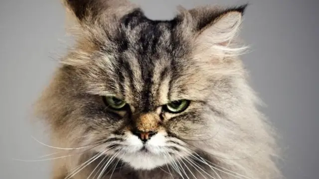 حيوانات للتجسس