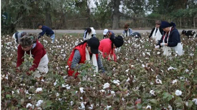 Ўзбекистоннинг пахта даласи