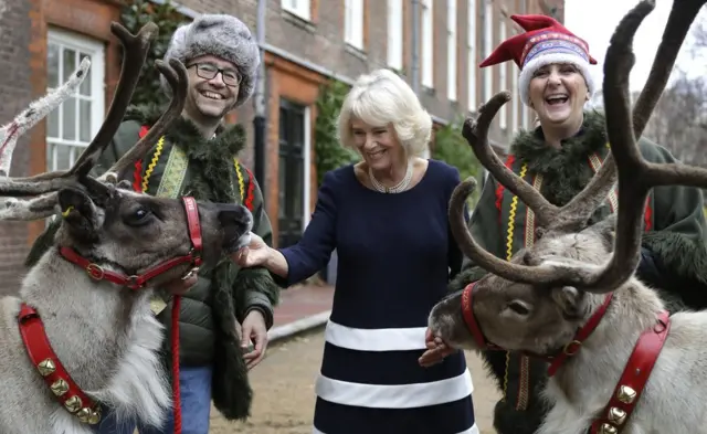 Londonun Clarence House bağlarında Cornwall qrafinyası Camilla şimal marallarına baxır.