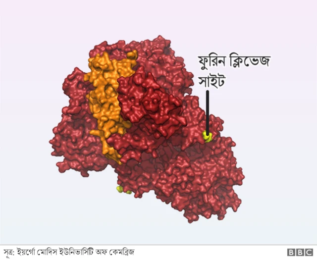 ফুরিন ক্লিভেজ সাইট