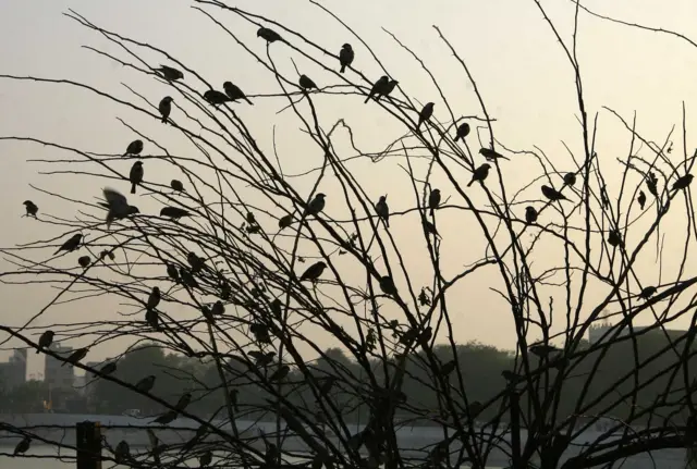 పిచ్చుక