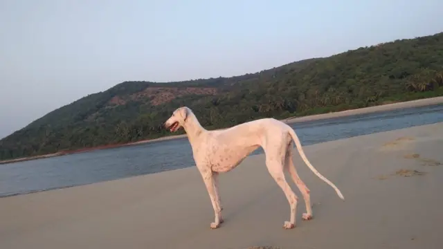 முதோல் நாய்