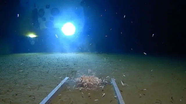 मरियाना ट्रेंच